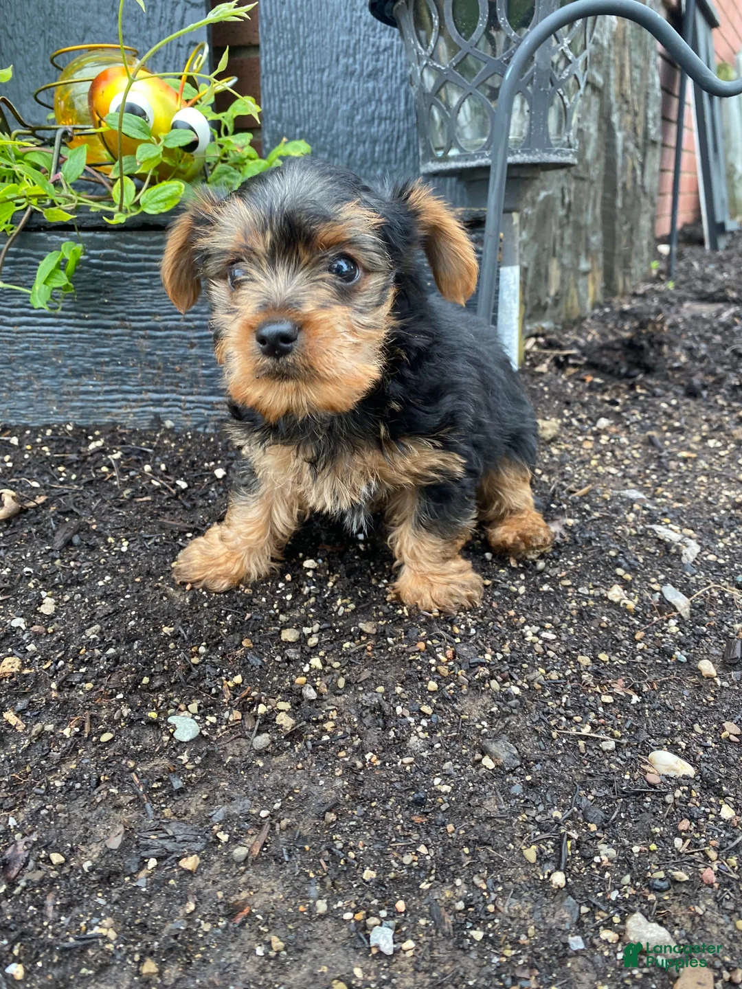 Yorkshire Terrier dogs for sale: Timmy - Ad 2