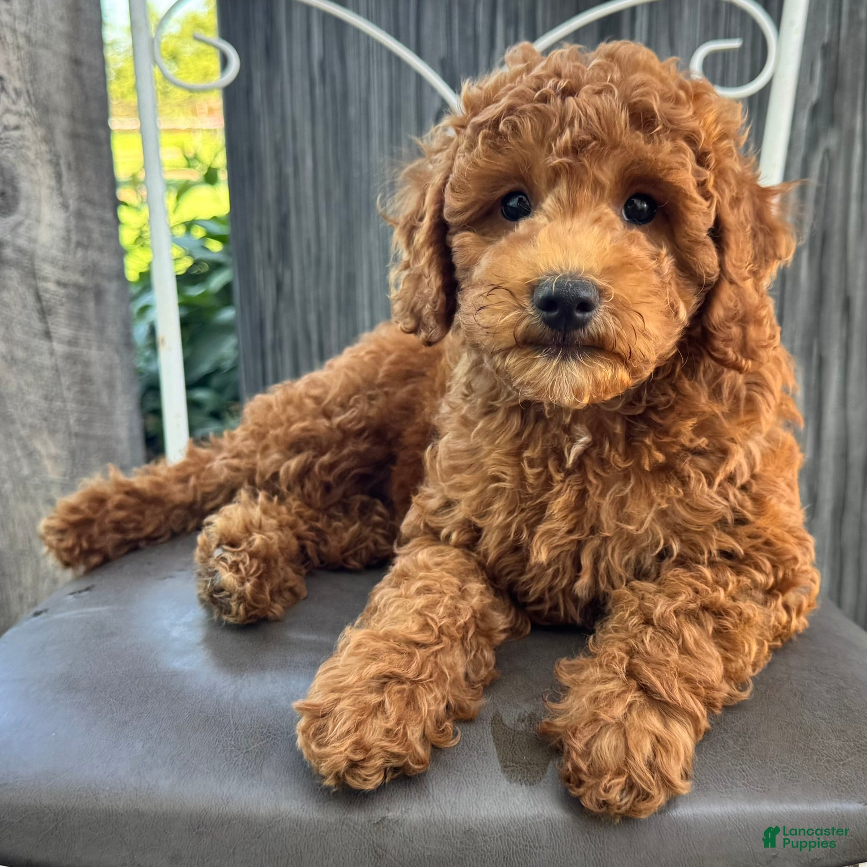 Miniature Poodle dogs Tyler - Ad 1