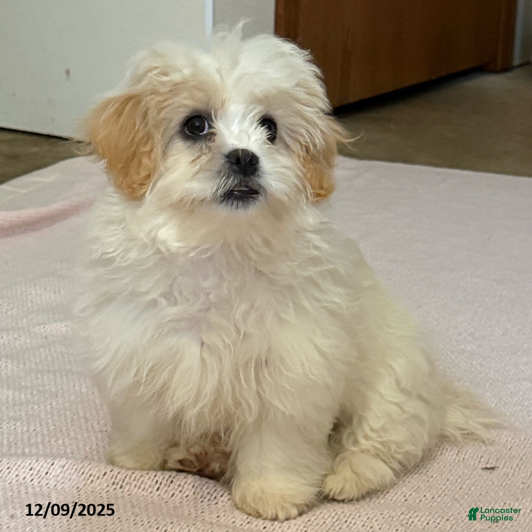 Teddy Bear dogs for sale: Cindy - Ad 3