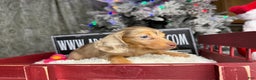 Miniature Dachshund dogs for sale: Bright blue eye - Ad 20