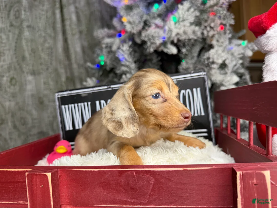Miniature Dachshund dogs for sale: Bright blue eye - Ad 20