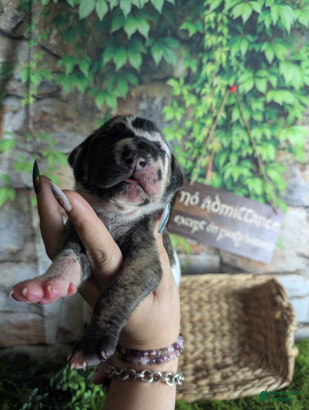 Great Dane dogs for sale: Galadriel Brindlequin Female Great Dane Puppy  - Ad 4