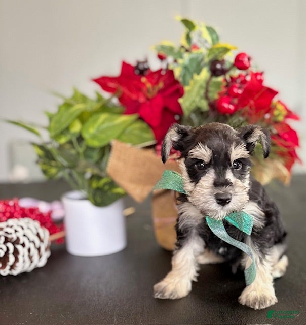 Miniature Schnauzer dogs Sparky - Ad 12