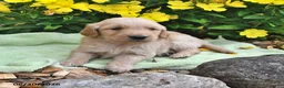 Goldendoodle dogs for sale: Elmo - Ad 4