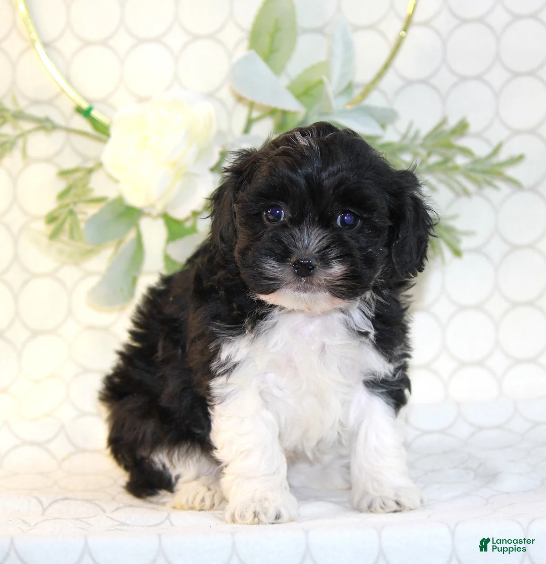 Shihpoo dogs for sale: Ally - Ad 3