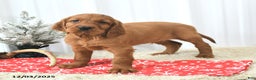 Irish Setter dogs for sale: Beacon - Ad 4