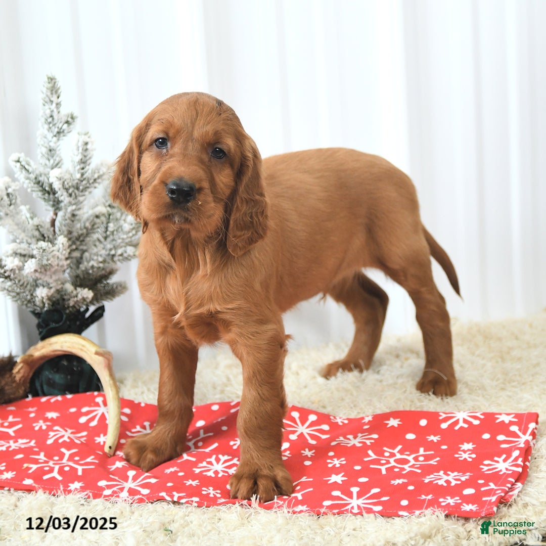 Irish Setter dogs for sale: Beacon - Ad 4