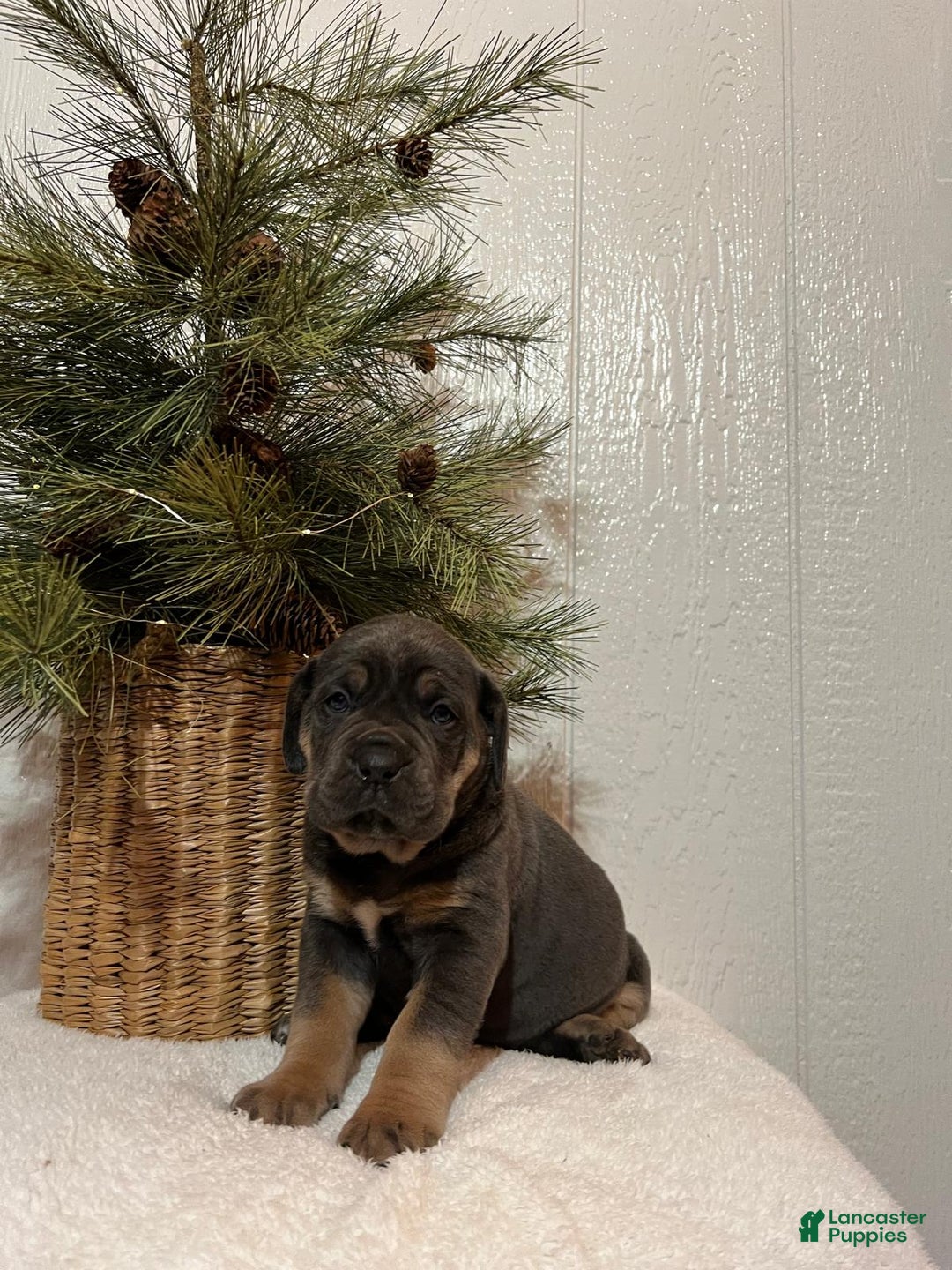 Cane Corso dogs for sale: Skye - Ad 3