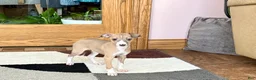 Italian Greyhound dogs for sale: Male fawn Italian Greyhound Puppy 2 - Ad 5