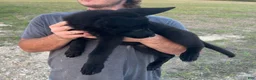 German Shepherd dogs for sale: Gina - Ad 5