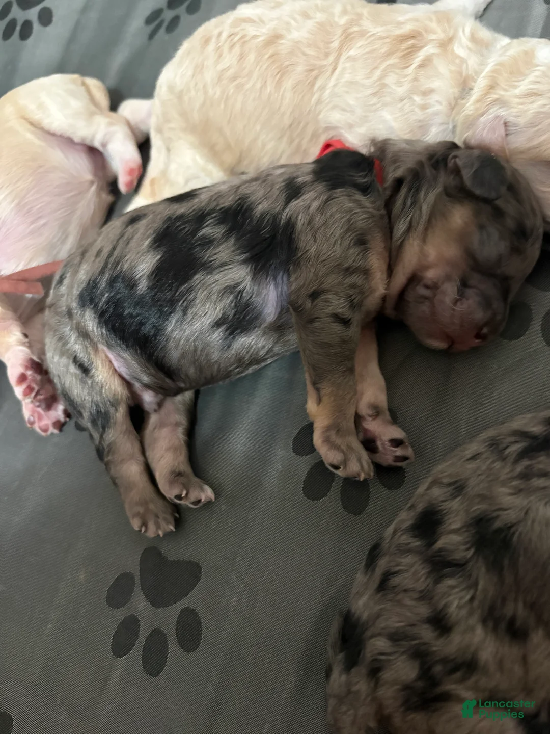 Cockapoo dogs for sale: Harlow  - Ad 2