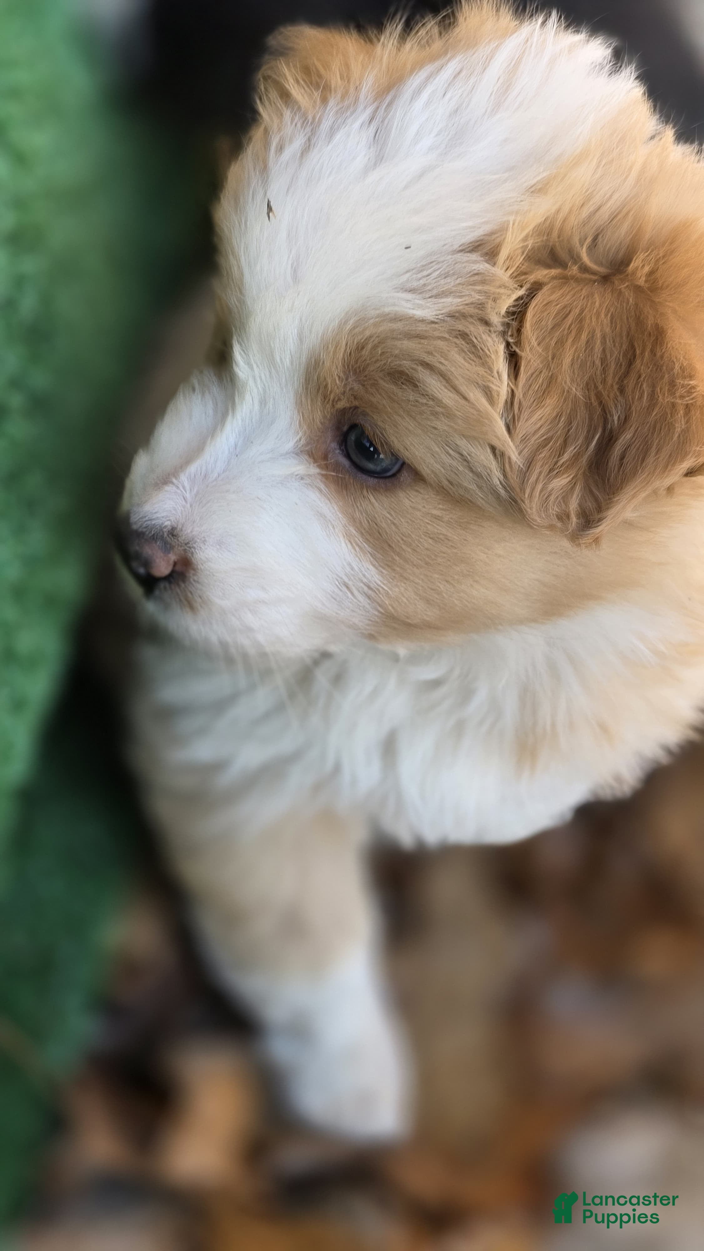 Australian Shepherd dogs Leia - Ad 2