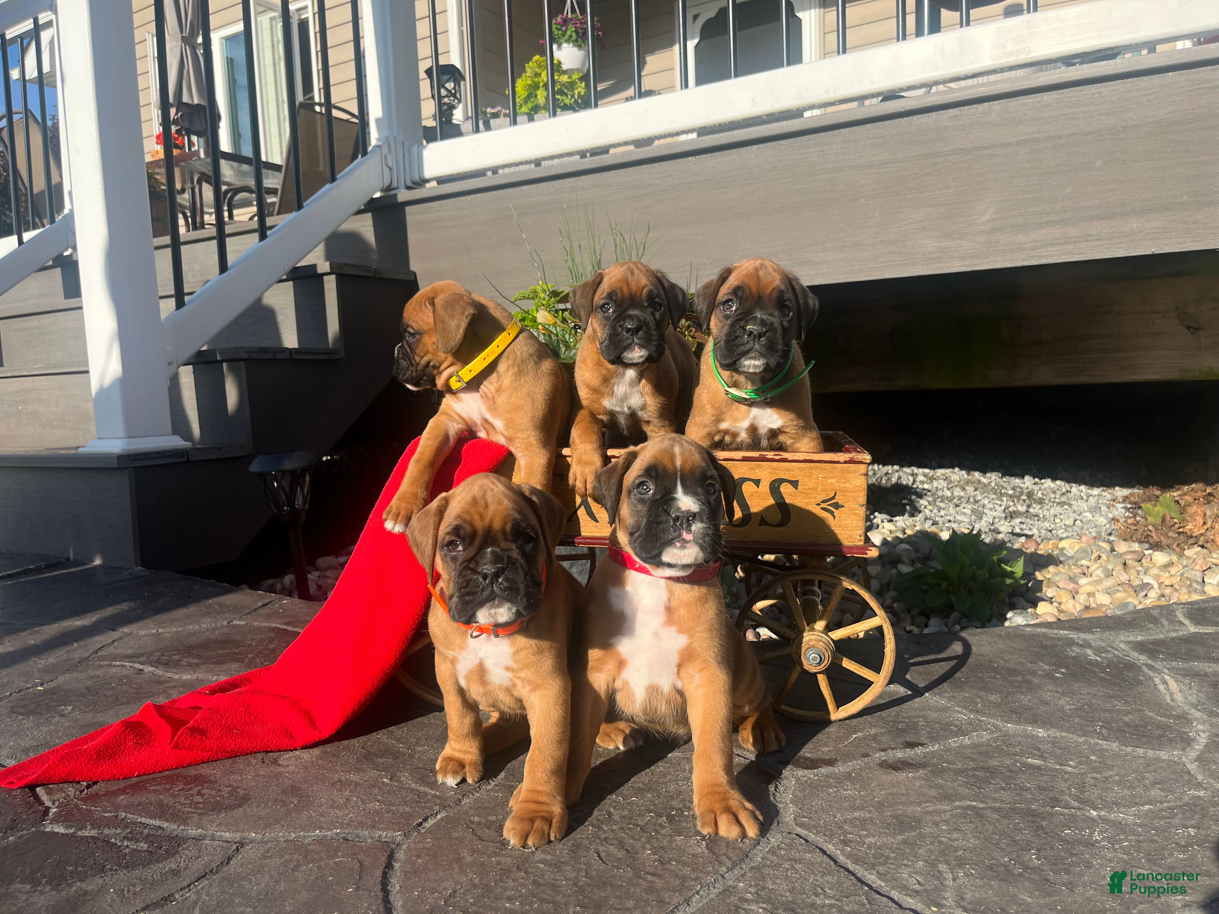 Boxer dogs Ace❤️🐾Akc Registered❤️Hip Cert🐾❤️Text 717-826-1899  - Ad 29