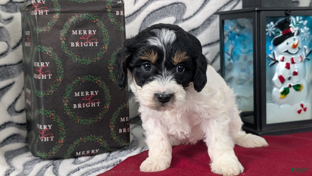 Mixed Breed dogs for sale: Alana - Ad 5