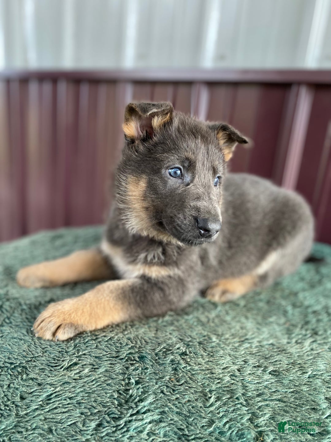 German Shepherd dogs for sale: German Shepherd Puppy 7 Jody - Ad 1