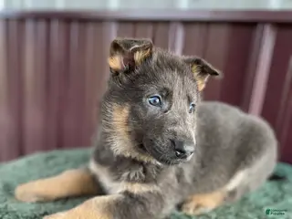 German Shepherd dogs German Shepherd Puppy 7 Jody - Ad 25