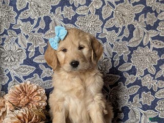 Goldendoodle dogs Falon Standard size Hypoallergenic - Ad 5