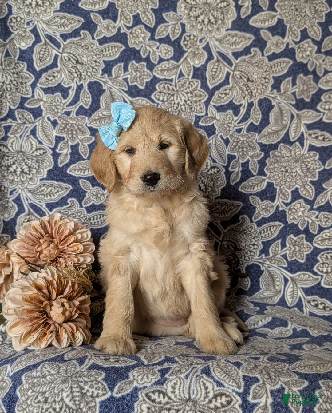 Goldendoodle dogs for sale: Falon Standard size Hypoallergenic - Ad 1