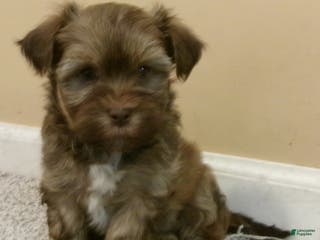 Havanese dogs Fudge - Ad 40