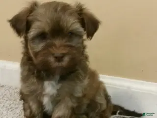 Havanese dogs Fudge - Ad 12