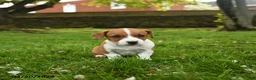 Jack Russell Terrier dogs for sale: Harry - Ad 1