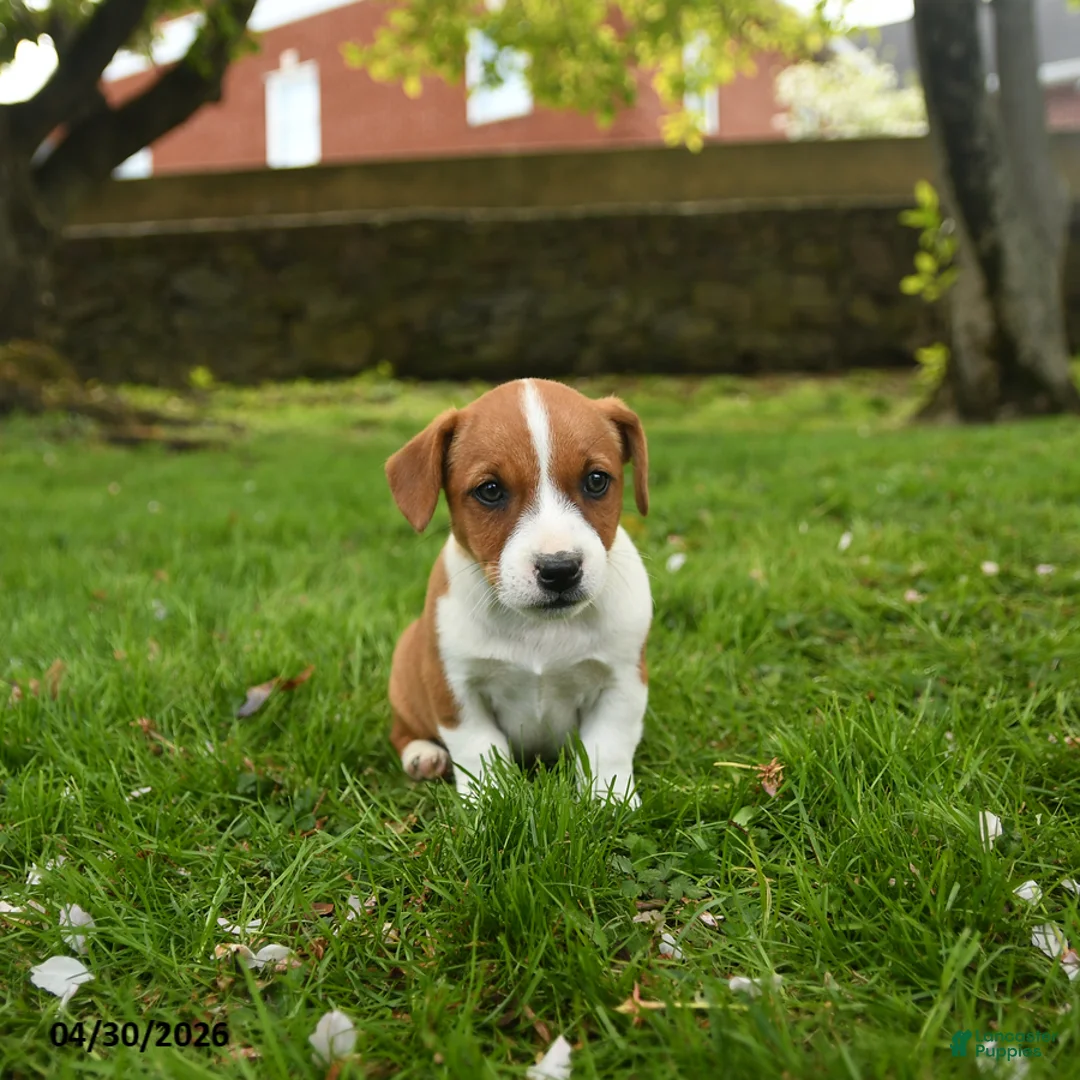 Jack Russell Terrier dogs for sale: Harry - Ad 1