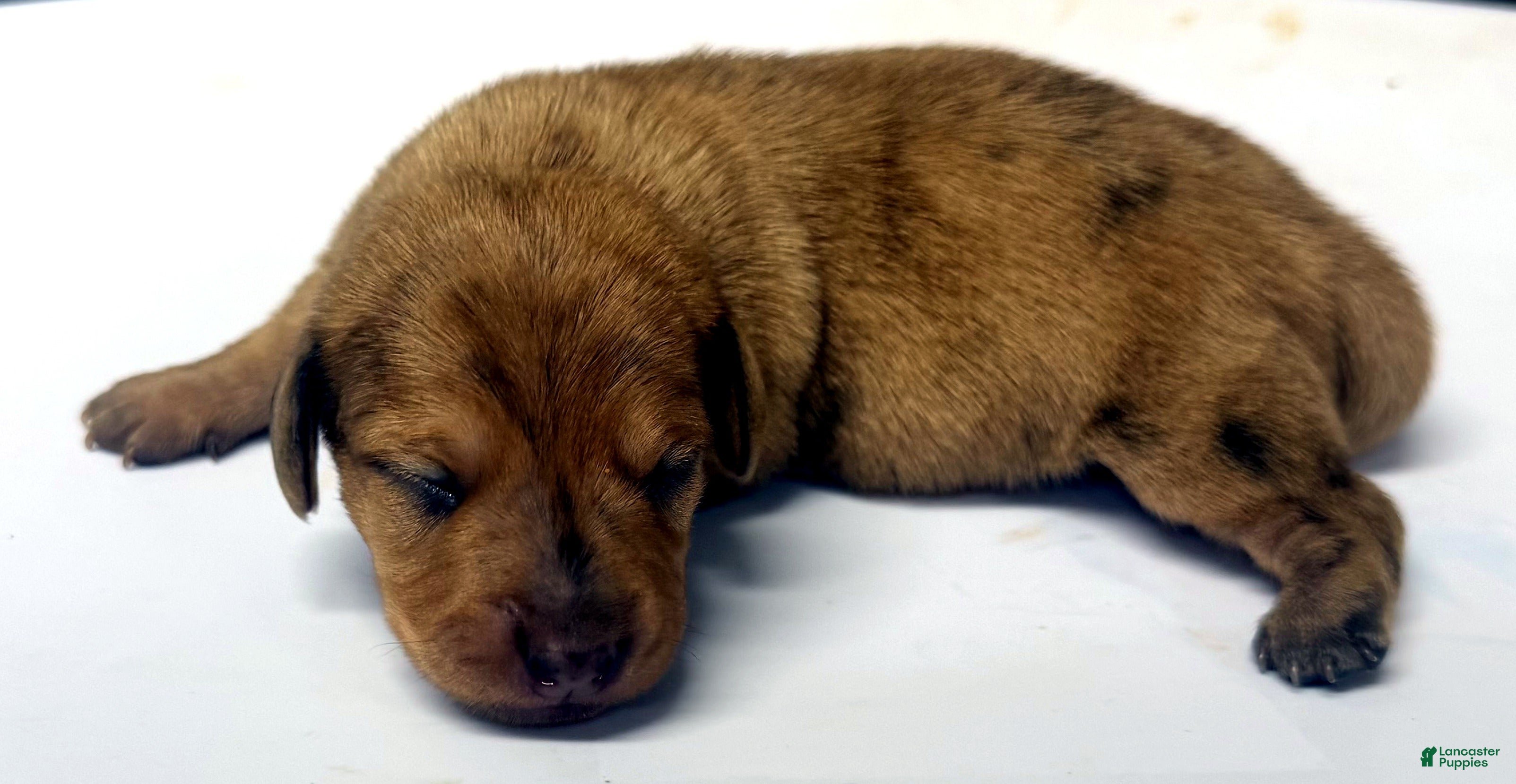 Miniature Dachshund dogs Miniature Dachshund 3 - Ad 2