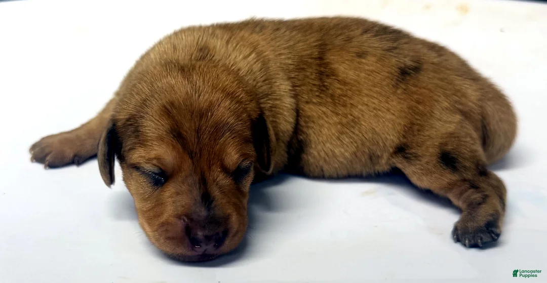 Miniature Dachshund dogs for sale: Miniature Dachshund 3 - Ad 2