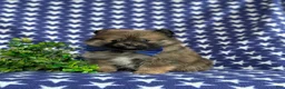 Pomeranian dogs for sale: Marco - Ad 1