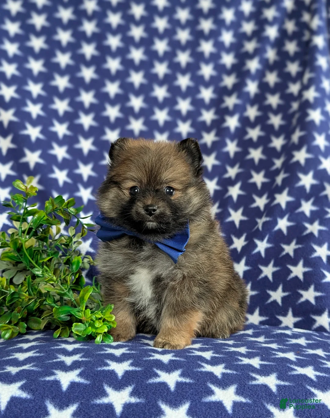 Pomeranian dogs for sale: Marco - Ad 1
