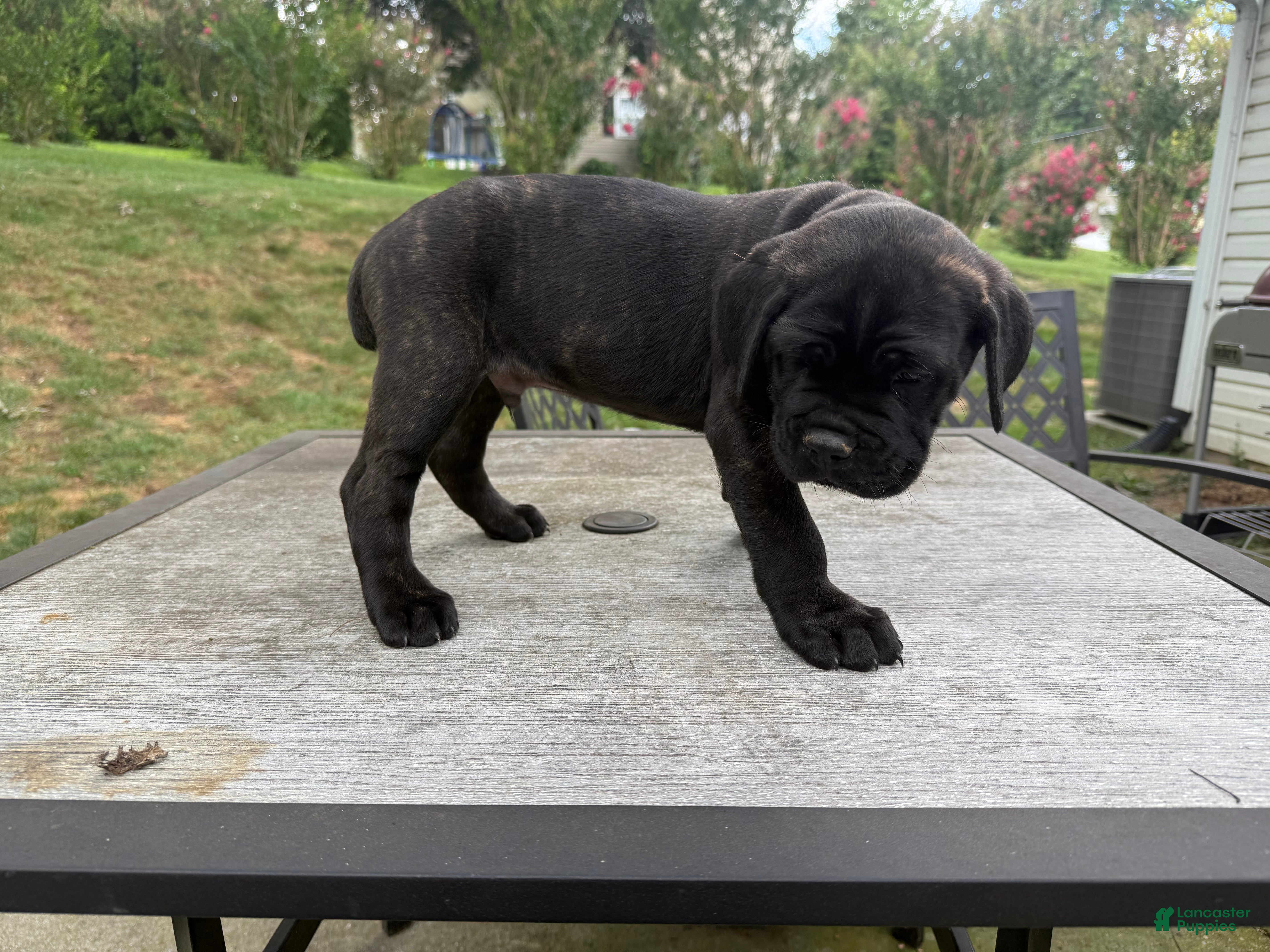 Cane Corso dogs Gray collar - Ad 2