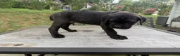 Cane Corso dogs for sale: Gray collar - Ad 2