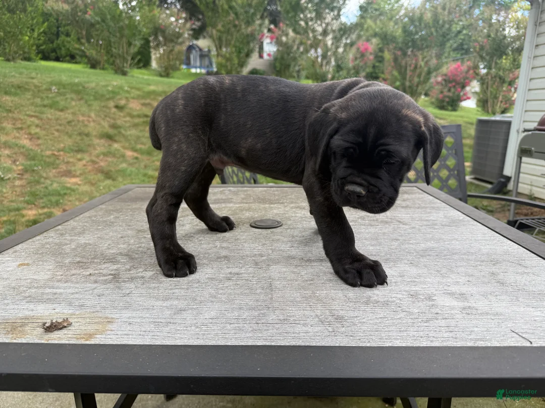 Cane Corso dogs for sale: Gray collar - Ad 2