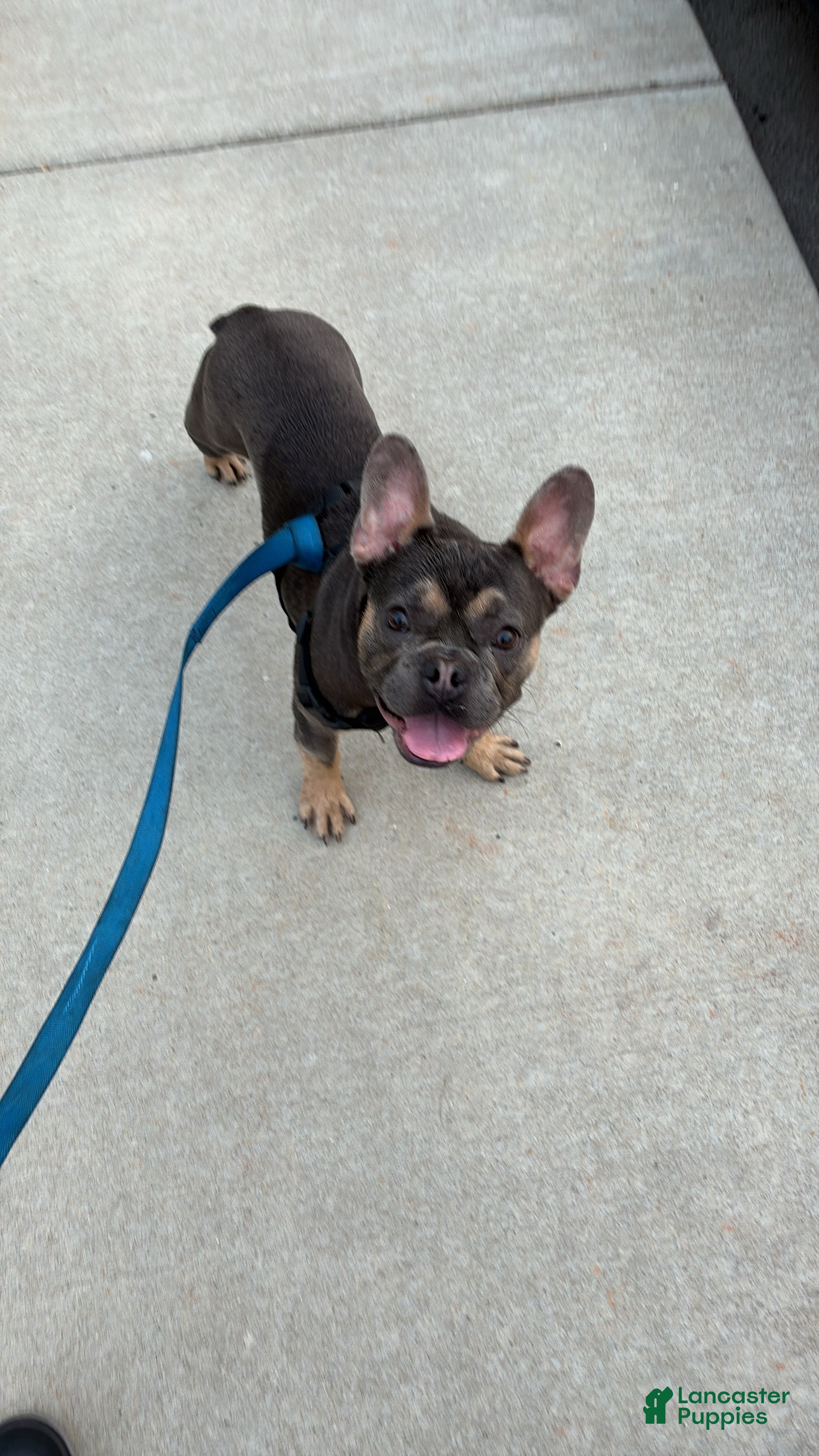 French Bulldog dogs French Bulldog  - Ad 41