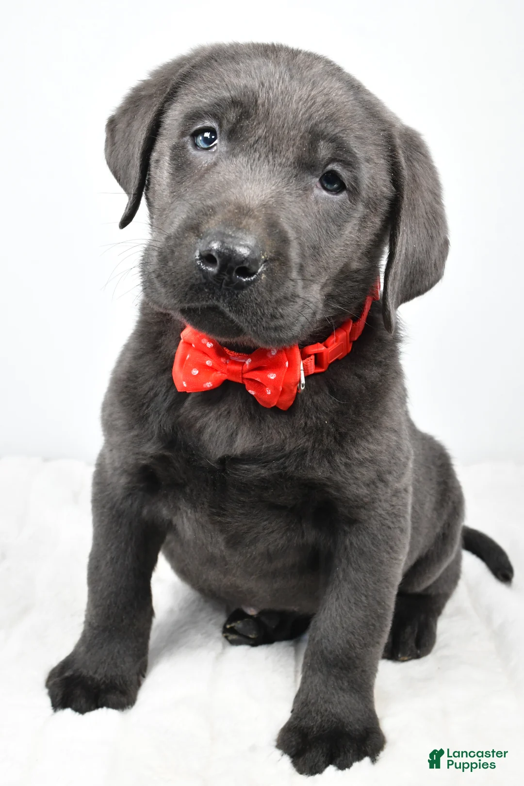 Labrador Retriever dogs for sale: Ritz - Ad 7