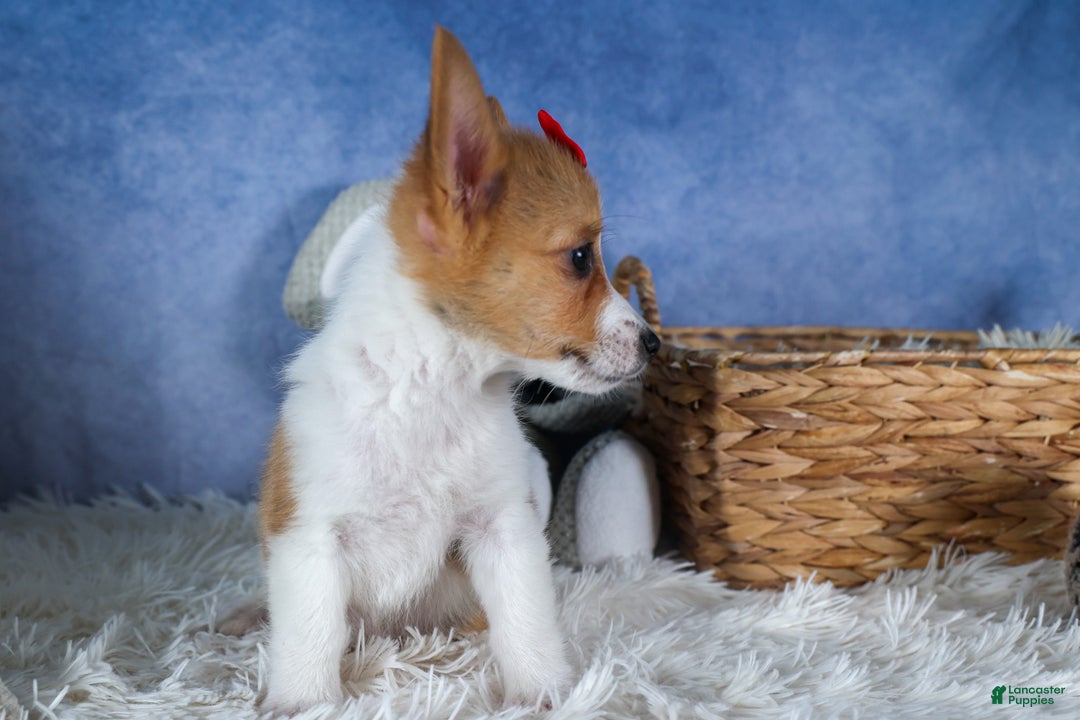 Welsh Corgi Pembroke dogs for sale: Lulu - Ad 4