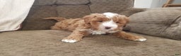 Mini Goldendoodle dogs for sale: Mini Goldendoodle Puppy 2 - Ad 5