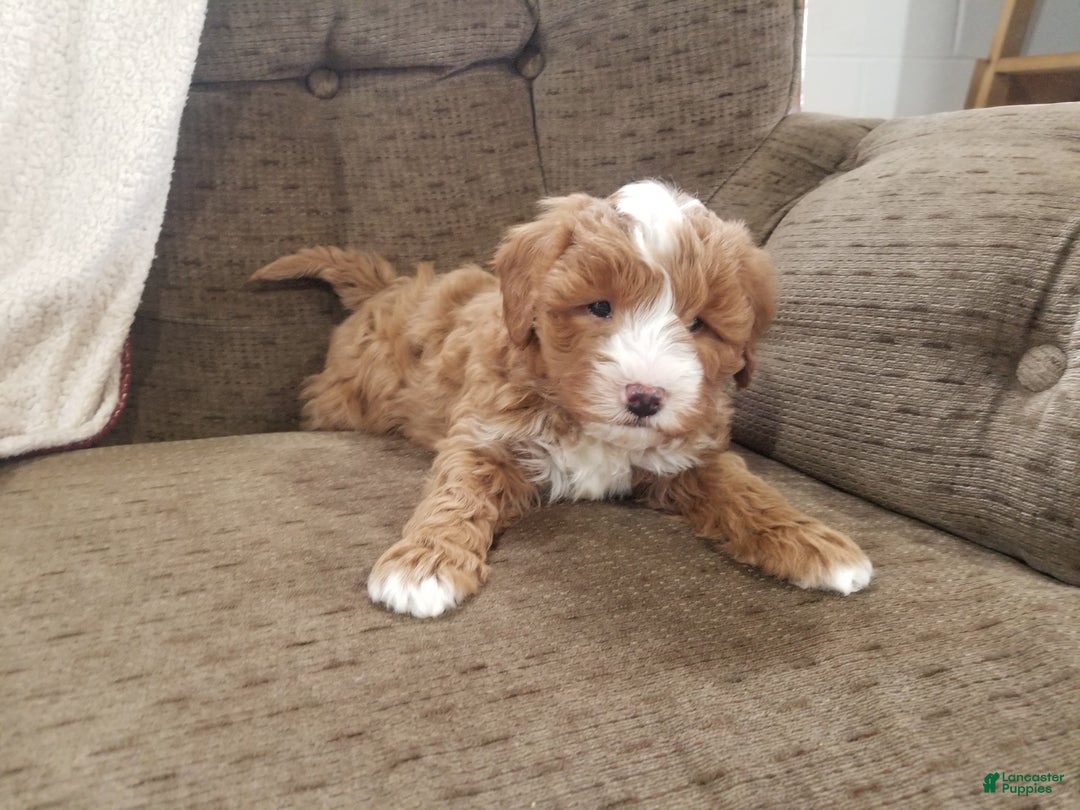 Mini Goldendoodle dogs for sale: Mini Goldendoodle Puppy 2 - Ad 5