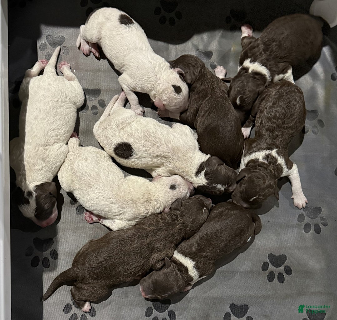 Lagotto Romagnolo dogs for sale: Lagotto Romagnolo Puppy 2 - Ad 3