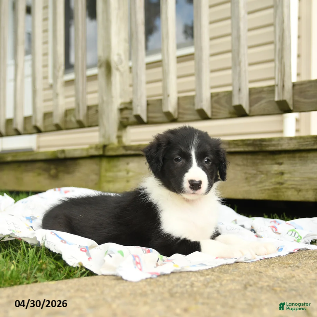 Border Collie dogs for sale: Haley - Ad 3