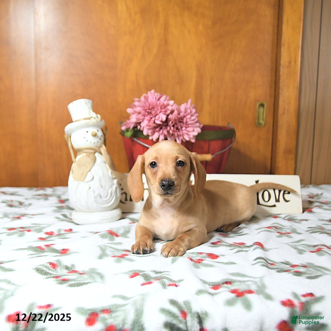 Miniature Dachshund dogs for sale: Benny - Ad 8