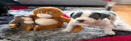 American Bully dogs for sale: MEG THA STALLION - Ad 2