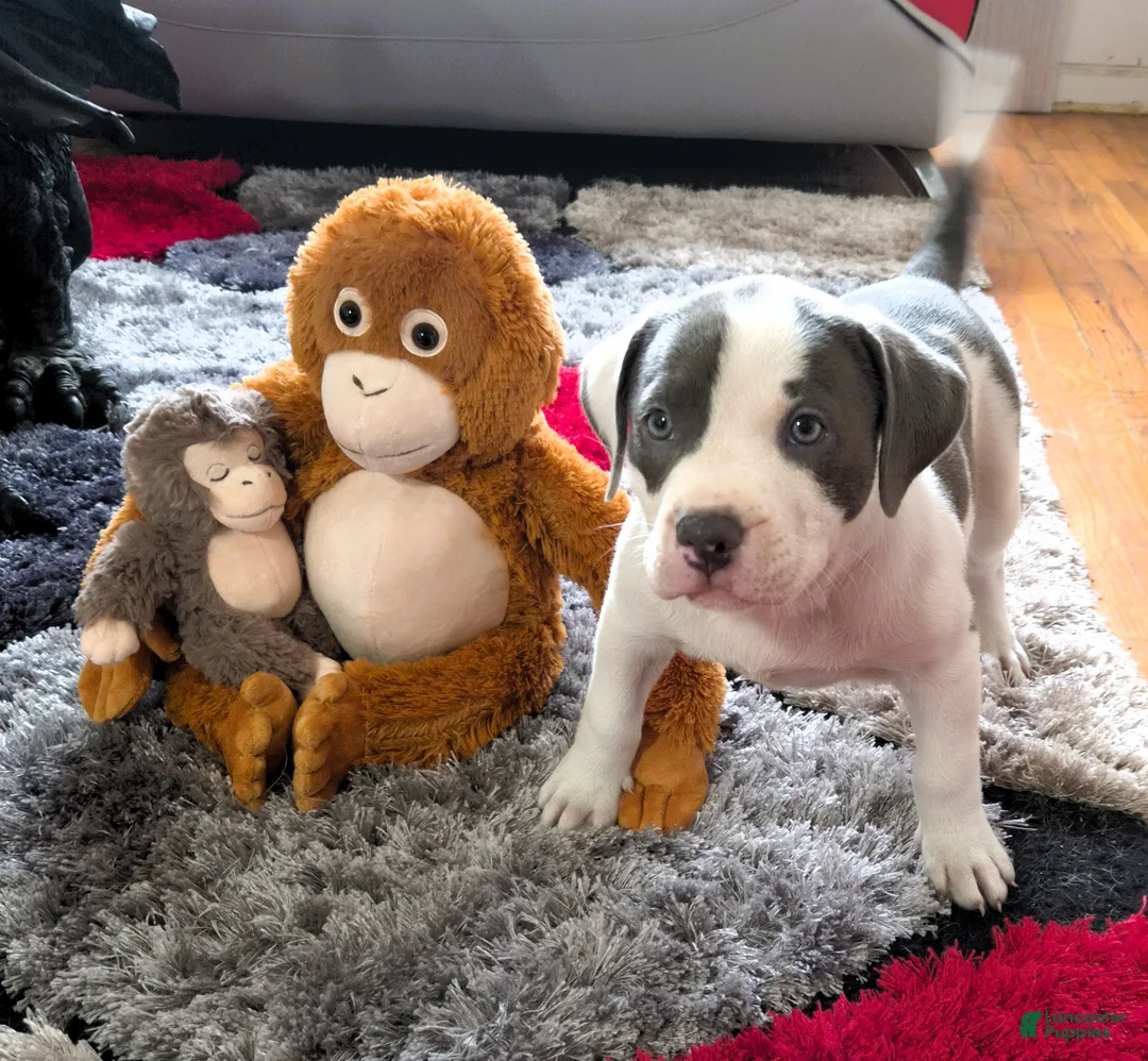 American Bully dogs for sale: MEG THA STALLION - Ad 2