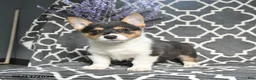 Welsh Corgi Pembroke dogs for sale: Cowboy - Ad 5