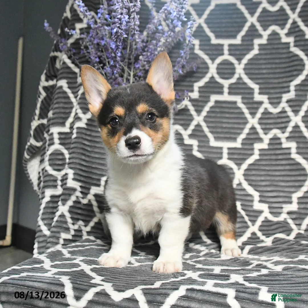 Welsh Corgi Pembroke dogs for sale: Cowboy - Ad 5