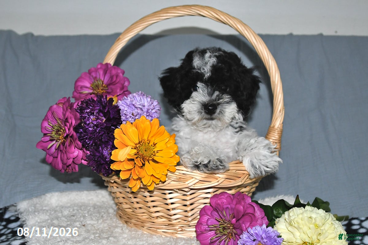Havapoo dogs Oreo - Ad 1