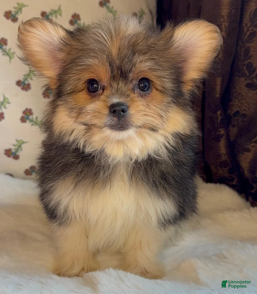 Mixed Breed dogs for sale: Designer Breed Yorkishire Terrier, Pomeranian Mix Puppy Female Daisy - Ad 1