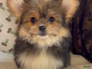 Mixed Breed dogs Designer Breed Yorkishire Terrier, Pomeranian Mix Puppy Female Daisy - Ad 16