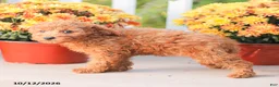 Miniature Poodle dogs for sale: Zoe - Ad 5