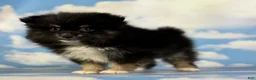 Pomeranian dogs for sale: Tilly - Ad 15